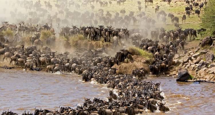 5 Días Descubre el Esplendor de la Fauna de Tanzania - Serengeti Access Safaris 1