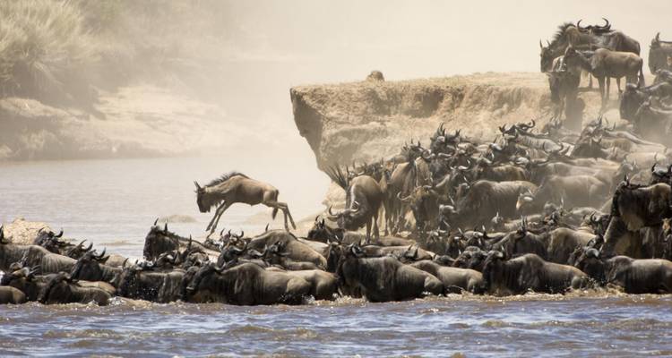 5 Días Descubre el Esplendor de la Fauna de Tanzania - Serengeti Access Safaris 2