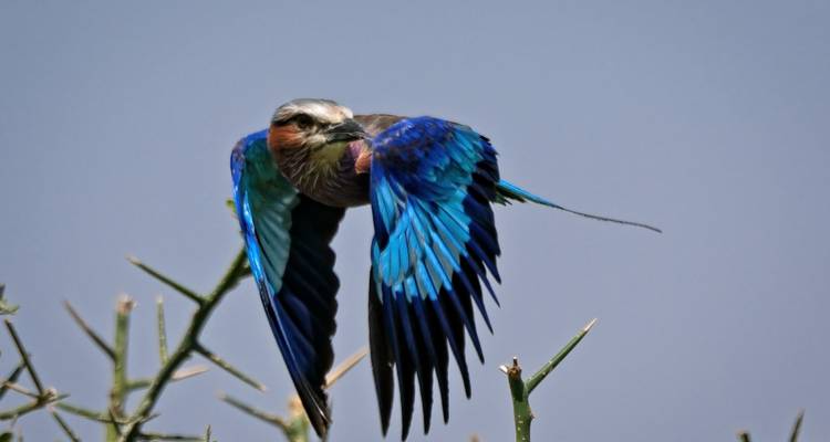 5 Días Descubre el Esplendor de la Fauna de Tanzania - Serengeti Access Safaris 3