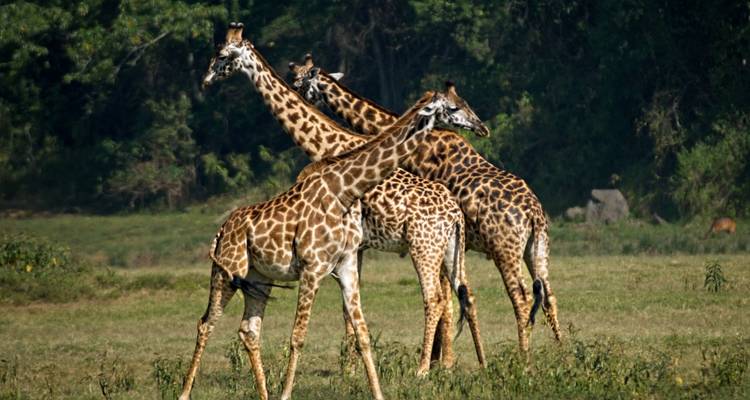 5 Días Descubre el Esplendor de la Fauna de Tanzania - Serengeti Access Safaris 6