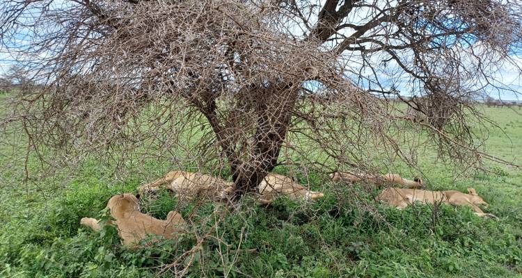 5 Días Descubre el Esplendor de la Fauna de Tanzania - Serengeti Access Safaris 8