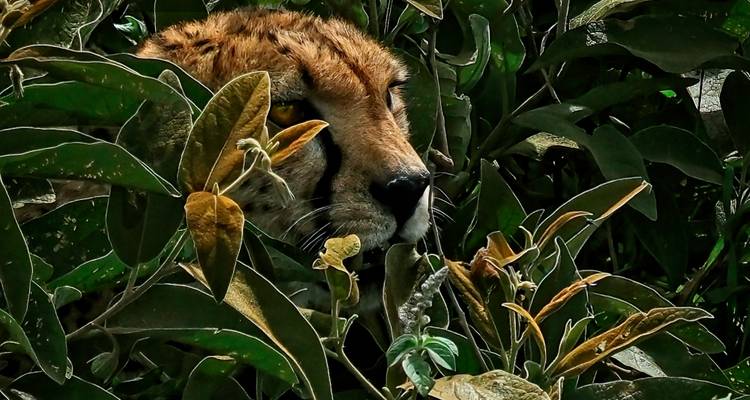 5 Días Descubre el Esplendor de la Fauna de Tanzania - Serengeti Access Safaris 9