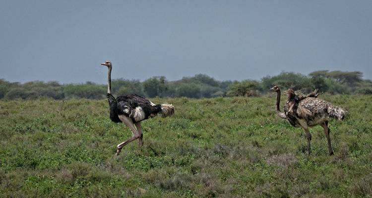 5 Días Descubre el Esplendor de la Fauna de Tanzania - Serengeti Access Safaris 10