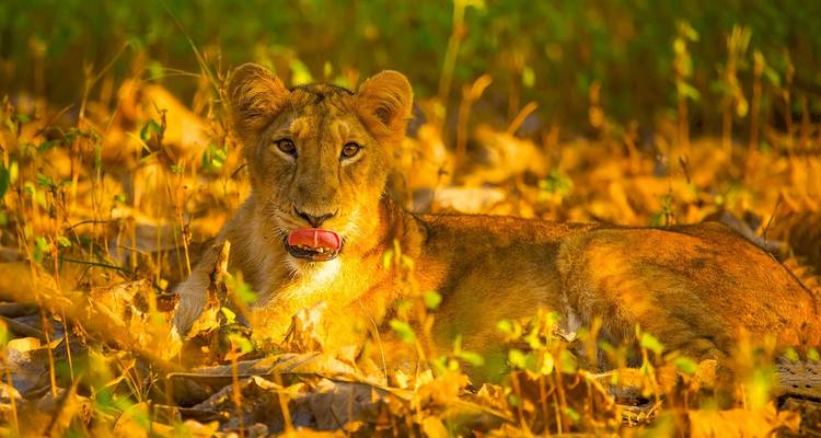 Stunning & Spiritual Gujarat 15 Days - TTI TOURS 6