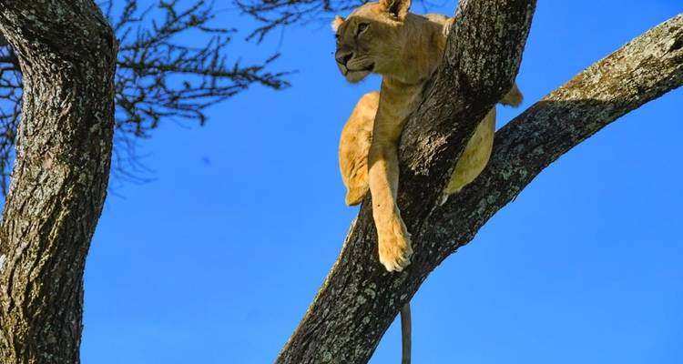 Lion se reposant dans un arbre avec un ciel bleu clair en arrière-plan.