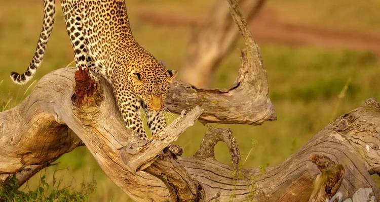 Léopard descendant d'un arbre tordu dans un paysage de savane herbeuse.