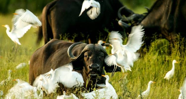 Buffle entouré d'un troupeau d'oiseaux blancs dans une zone herbeuse.