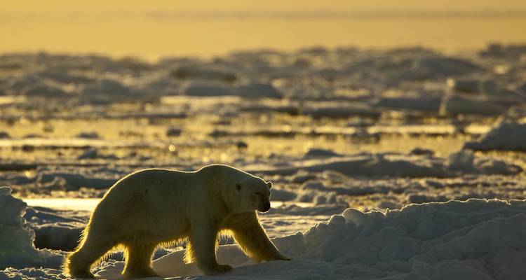 Gems of West Greenland: Fjords, Icebergs and Culture - Intrepid Travel 7