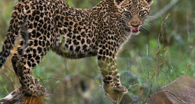 Ciudad del Cabo, Kruger y Chobe: La Aventura Safari Definitiva de África - T.S TOURS 10