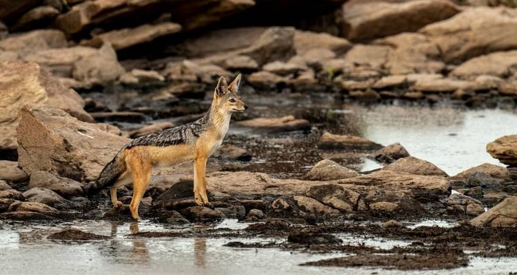 Embárcate en una inolvidable aventura de 8 días en la que se combinan las emociones de un Safari de alto nivel con la serena relajación de una playa - Professional Safari Africa 7