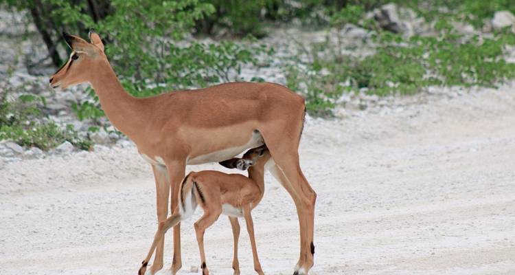 Agua, vida salvaje, animales salvajes: viajar de las cataratas Victoria a Windhoek - MEIERS WELTREISEN 1
