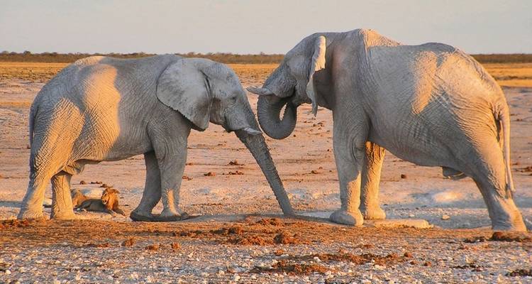 Agua, vida salvaje, animales salvajes: viajar de las cataratas Victoria a Windhoek - MEIERS WELTREISEN 4