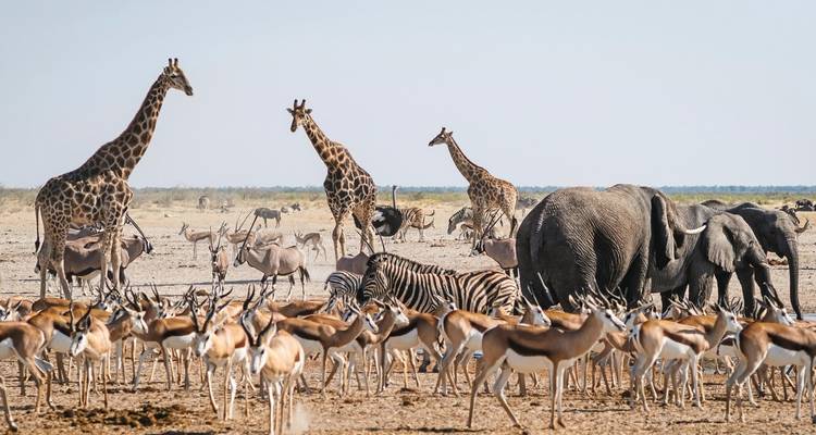Agua, vida salvaje, animales salvajes: viajar de las cataratas Victoria a Windhoek - MEIERS WELTREISEN 7
