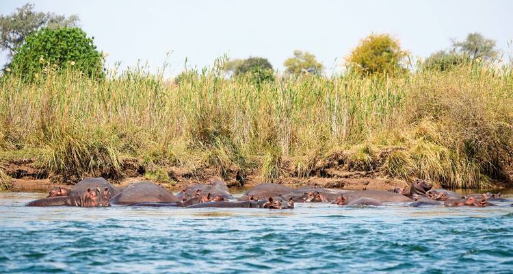 A group of hippos partially submerged in water among reeds.