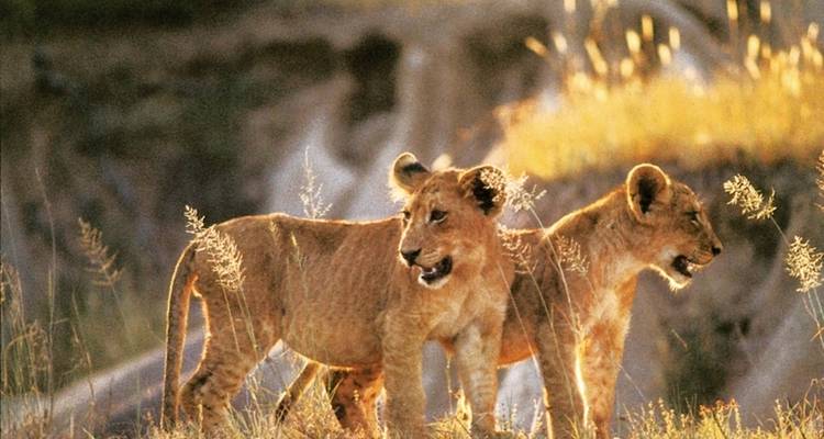 Safari & Sun - Experience South Africa & Mozambique - MEIERS WELTREISEN 5