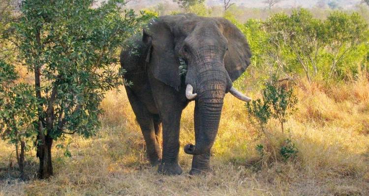 Safari & Sun - Experience South Africa & Mozambique - MEIERS WELTREISEN 4