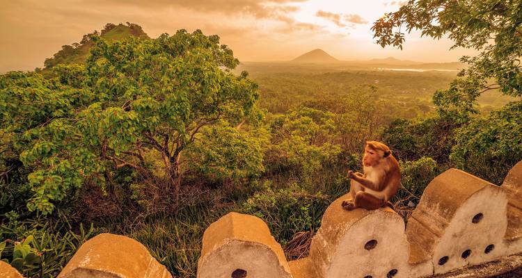 Un singe assis sur un mur avec un paysage luxuriant et des montagnes.