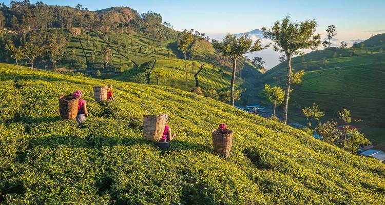 Tea pickers wearing colourful headscarves harvest lush green tea leaves on terraced hills at sunrise.