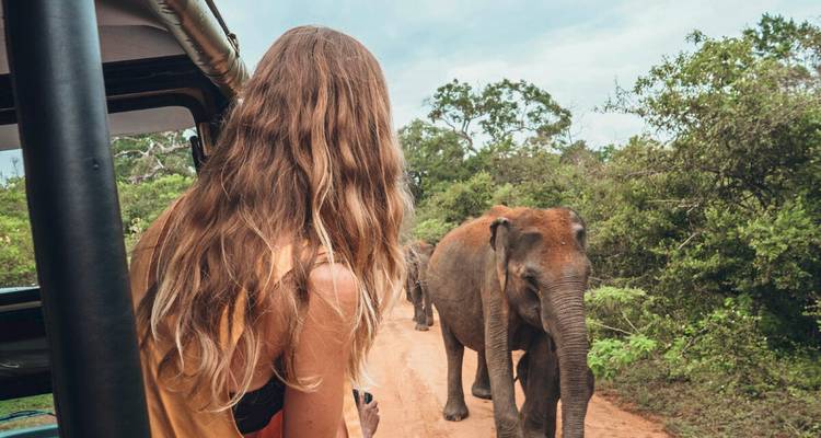 A traveller on a safari jeep observes a wild elephant walking along a dirt track in dense bush.