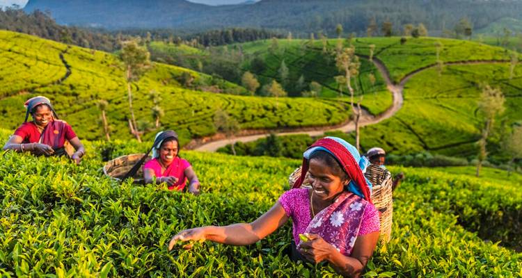 Smiling tea pluckers reach into bright green bushes on rolling plantations with winding paths.