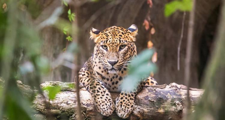 A leopard peers intensely through foliage while resting on a fallen tree limb.