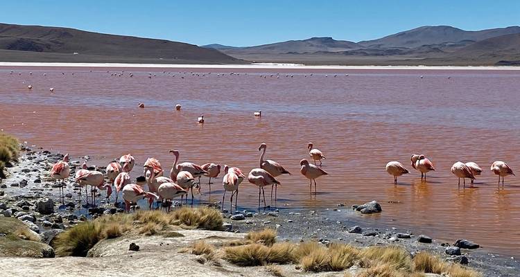 Pink flamingos in a lake with mountains in the background.