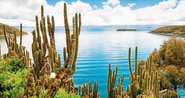 Cacti overlooking a blue lake.