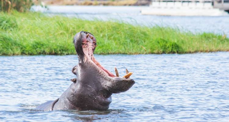 Okavango Delta & Khwai: Ultimate Safari Adventure - T.S TOURS 1