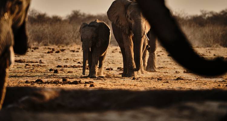 Okavango Delta & Khwai: Ultimate Safari Adventure - T.S TOURS 9