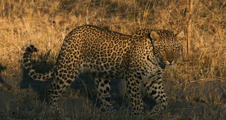 Okavango Delta & Khwai: Ultimate Safari Adventure - T.S TOURS 10
