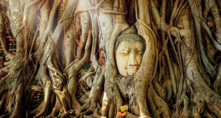 Antigua cabeza de Buda entrelazada entre las raíces de un gran árbol.