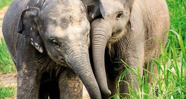 Northern Thailand with Golden Triangle (private tour) - MEIERS WELTREISEN 1