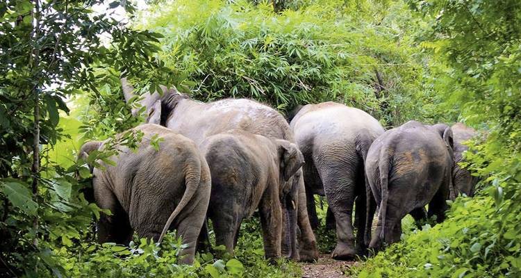 Northern Thailand with Golden Triangle (private tour) - MEIERS WELTREISEN 9