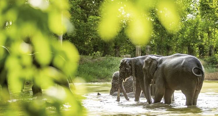 Northern Thailand with Golden Triangle (private tour without Bangkok) - MEIERS WELTREISEN 5