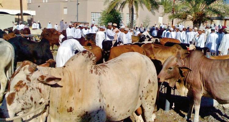 Fantastic Mountains of Oman - MEIERS WELTREISEN 4