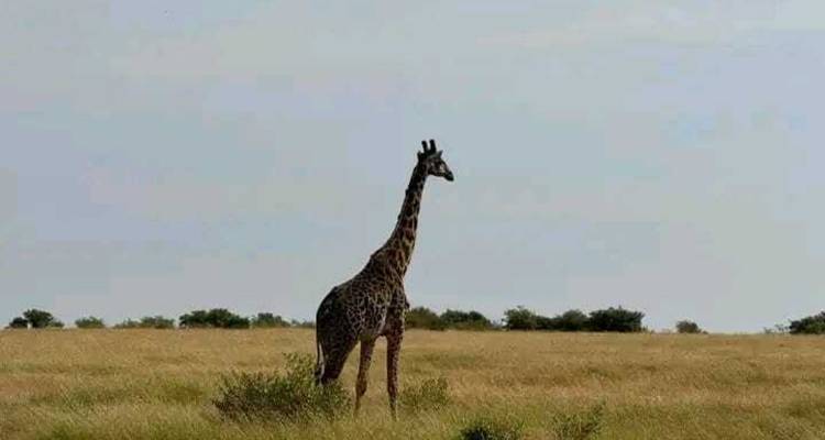 Safari dans le Masai Mara de 3 jours et 2 nuits - Ngurumah Tours and Travel 1