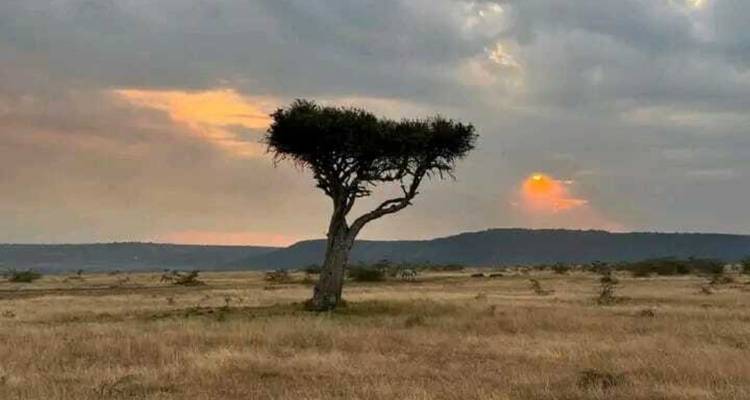 Safari dans le Masai Mara de 3 jours et 2 nuits - Ngurumah Tours and Travel 3