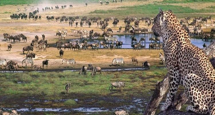 Leopard sitzt ruhig da und beobachtet eine Herde grasender Tiere.