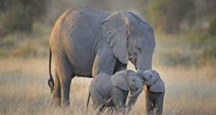 Elefantenmutter und zwei Babys auf einer grasbewachsenen Wiese.