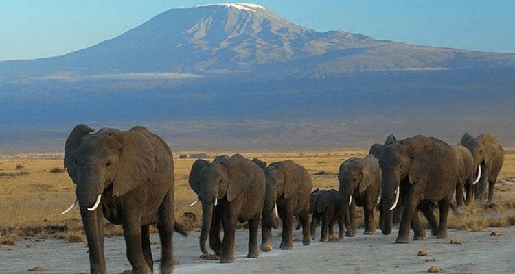 Une journée dans la nature :  spectacle d’Amboseli en safari - Ngurumah Tours and Travel 1