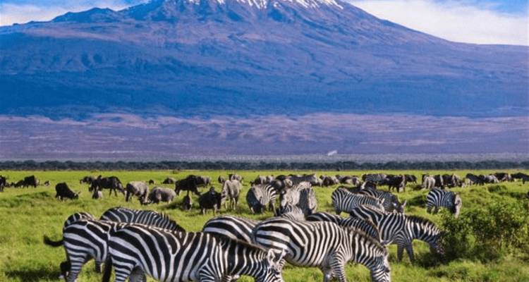 Une journée dans la nature :  spectacle d’Amboseli en safari - Ngurumah Tours and Travel 2