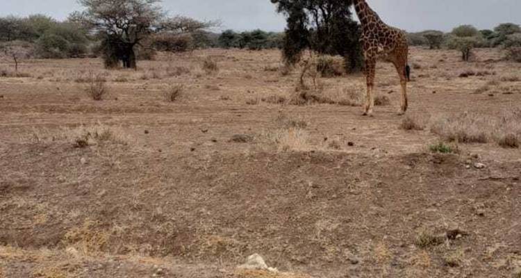 Une journée dans la nature :  spectacle d’Amboseli en safari - Ngurumah Tours and Travel 3