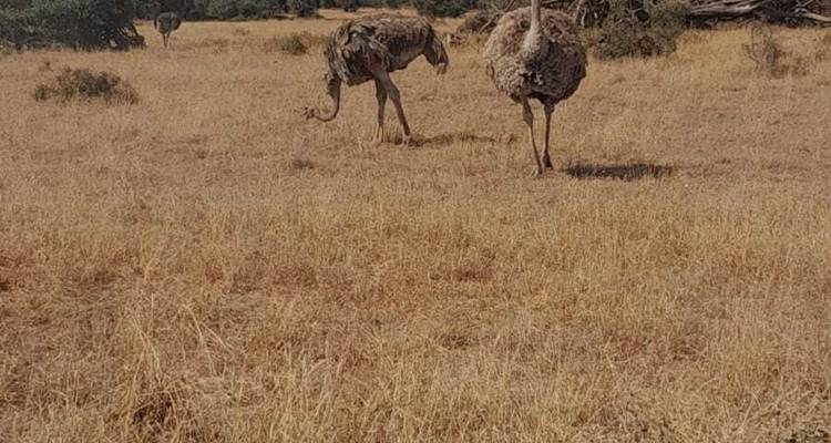 Une journée dans la nature :  spectacle d’Amboseli en safari - Ngurumah Tours and Travel 4