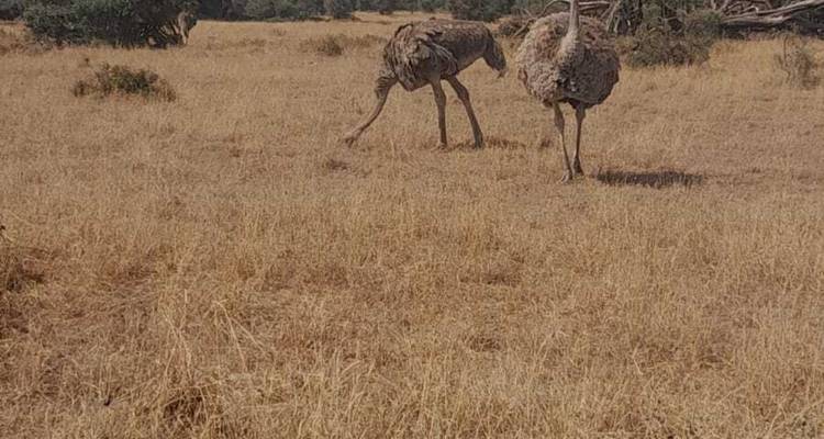 Une journée dans la nature :  spectacle d’Amboseli en safari - Ngurumah Tours and Travel 6