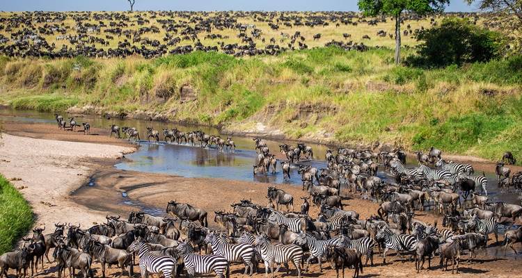 Große Wanderung von Gnus und Zebras über einen Fluss.