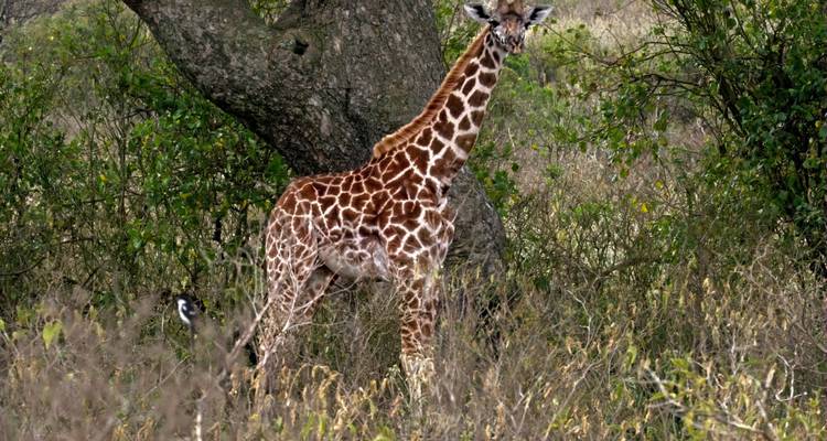4 Days north Tanzania safaris - Serengeti Access Safaris 1