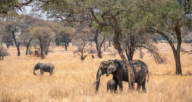 Expérience ultime de 8 jours avec Safari de luxe et vie sauvage en Tanzanie - Lights on Africa Destinations & Safaris 6