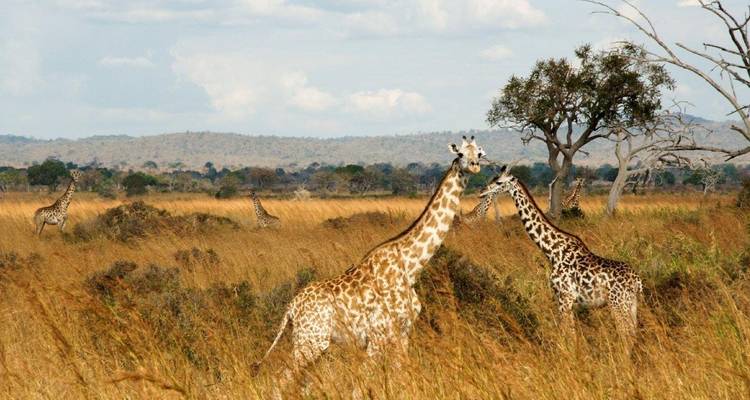 Safari de 4 días por los Parques Nacionales de Mikumi y Udizungwa - Silver Sky Travel 1