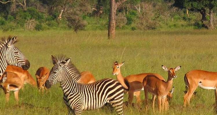 Safari de 4 días por los Parques Nacionales de Mikumi y Udizungwa - Silver Sky Travel 4