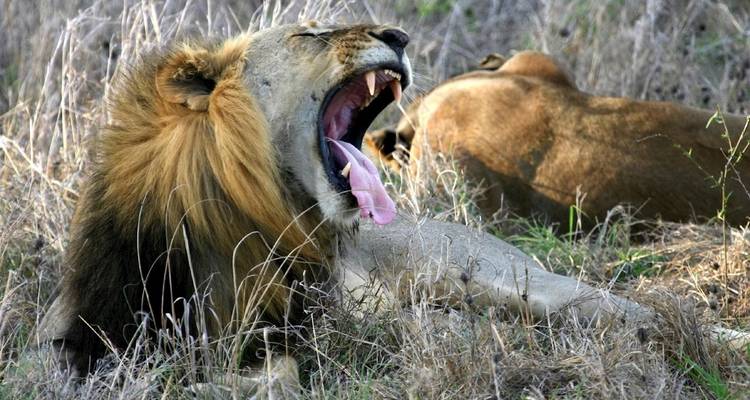 Safari de 4 días por los Parques Nacionales de Mikumi y Udizungwa - Silver Sky Travel 6